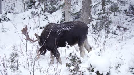 Alce-Toro-Salvaje-Con-Grandes-Cuernos-Comiendo-En-Un-Paisaje-Invernal,-Vida-Silvestre-En-Hábitat-Natural