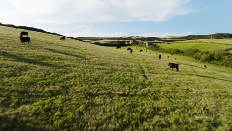 cows grazing in a british countryside landscape