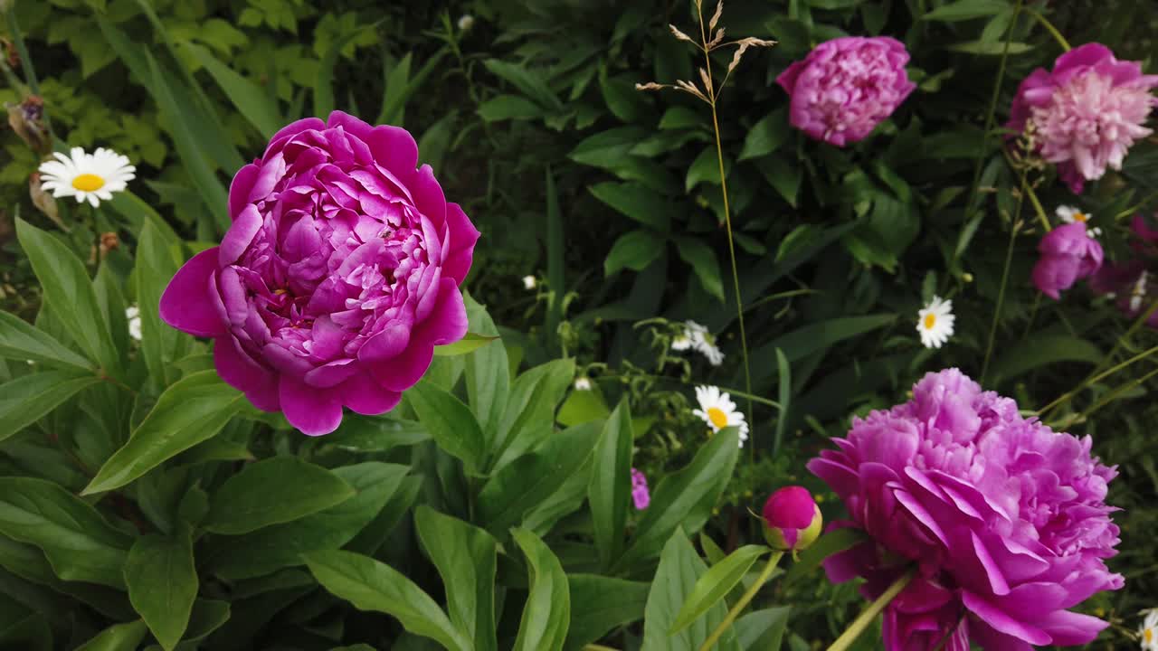 Large pink peonies on a background of grass, swaying in the wind