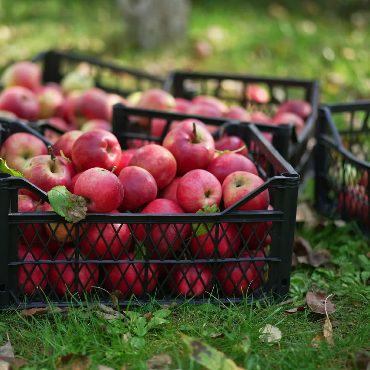 Apple harvest gathered in plastic boxes placed on the ground. Man comes up and puts one more box with ripe organic fruit