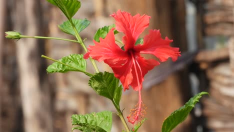 beautiful hibiscus flower leafs