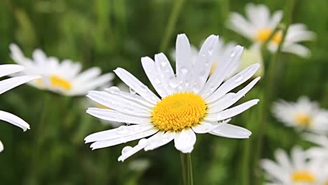 Draufsicht-Auf-Kamillenblüten-Aus-Nächster-Nähe-Mit-Weichem-Fokus,-Der-Im-Wind-Schwankt