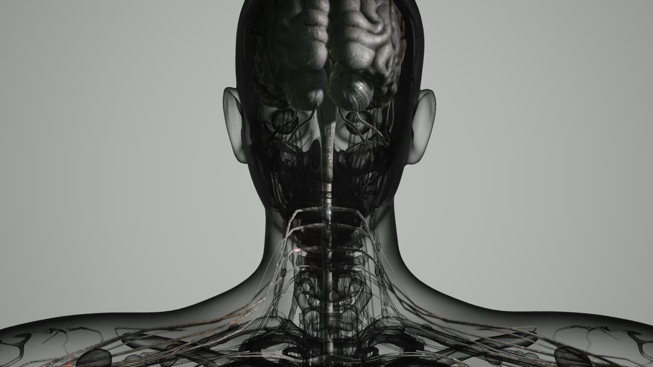 и нервной системы человеческого мозга