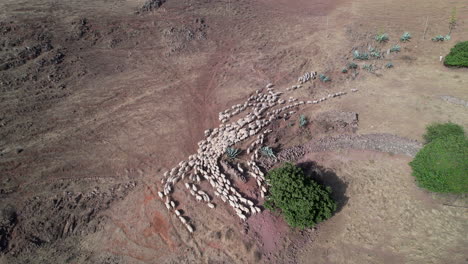 drone tracking and rapidly flying over a large flock of white sheep during the daytime