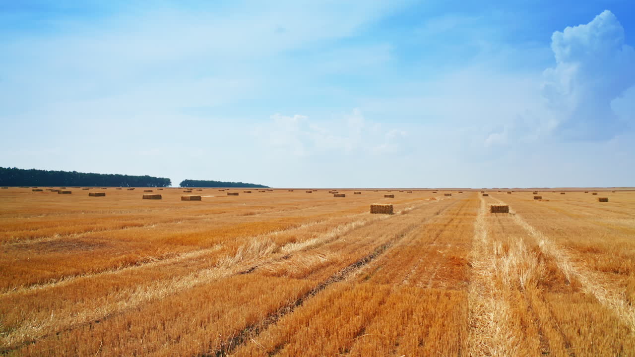 Bales of hay left on the vast field after harvesting wheat. Drone footage along the field at blue sky background.