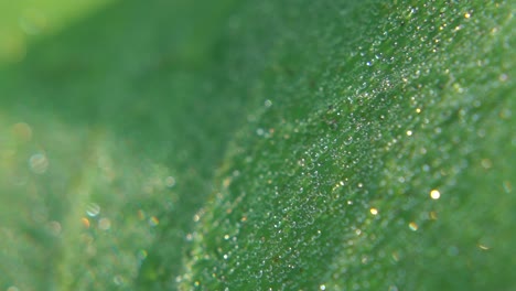 Morning-Dew-Fell-on-leaf