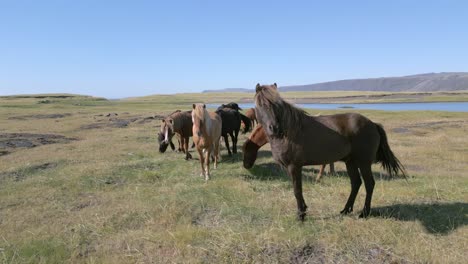 drone rotating around a pack of wild horses grazing near a river on a bright blue day