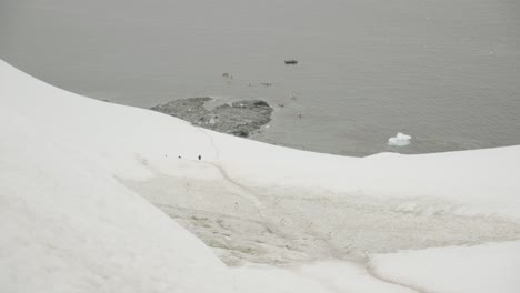 Penguins-walk-together,-in-a-row,-over-ice-towards-icy-water-of-Antarctica