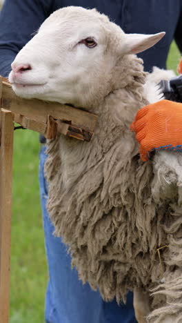 shearing machine cutting wool of a sheep. farmer shearing sheep with electric clipper outdoors. a beautiful sheep standing calmly on a farm. vertical video