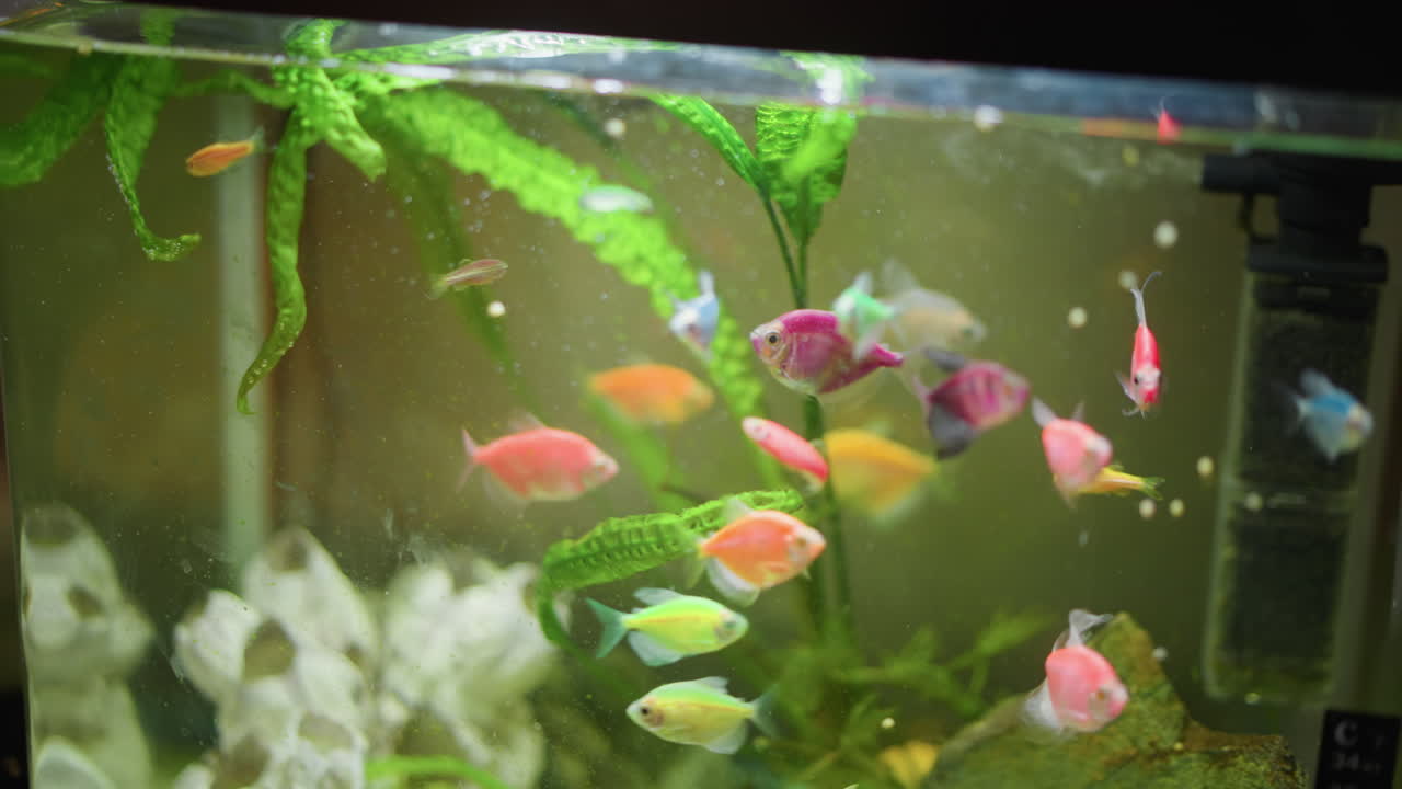Colorful tropical fish swimming inside home aquarium with green plants bubbles rocks and temperature strip visible on glass creating vibrant underwater scene with natural movement aquatic beauty
