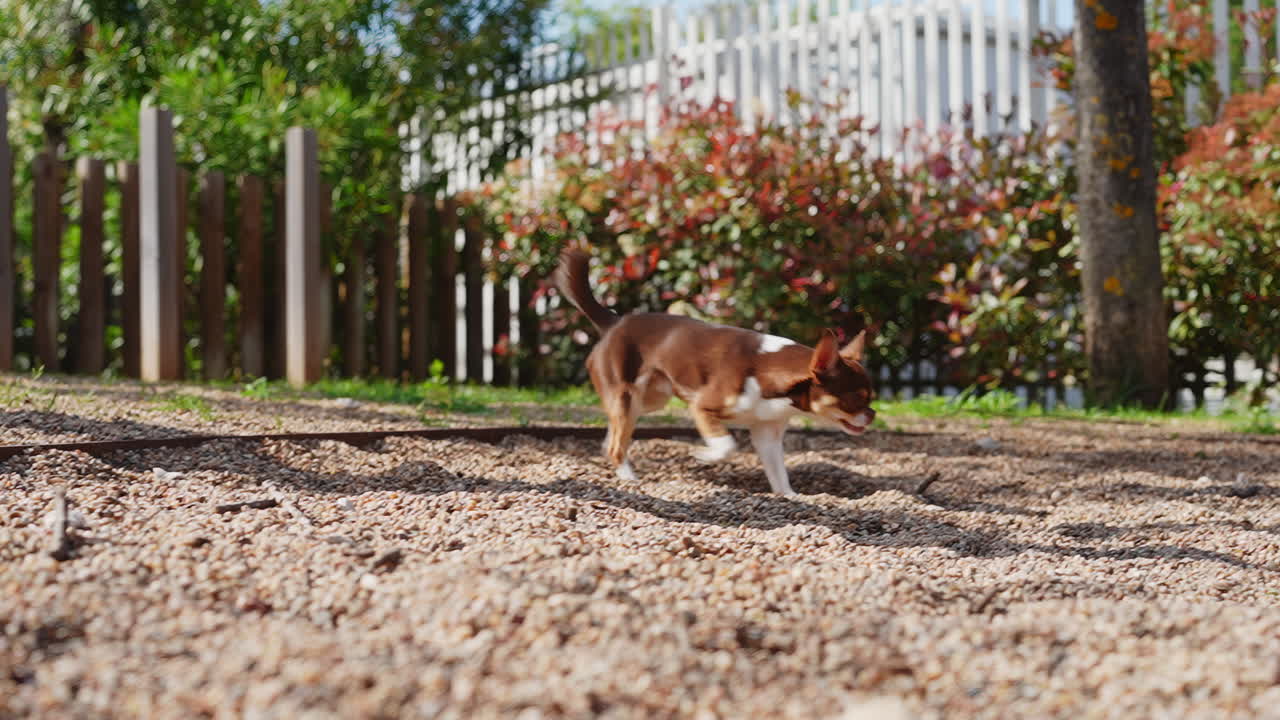 Cane Chihuahua carino che esplora un'area ghiaiosa del parco