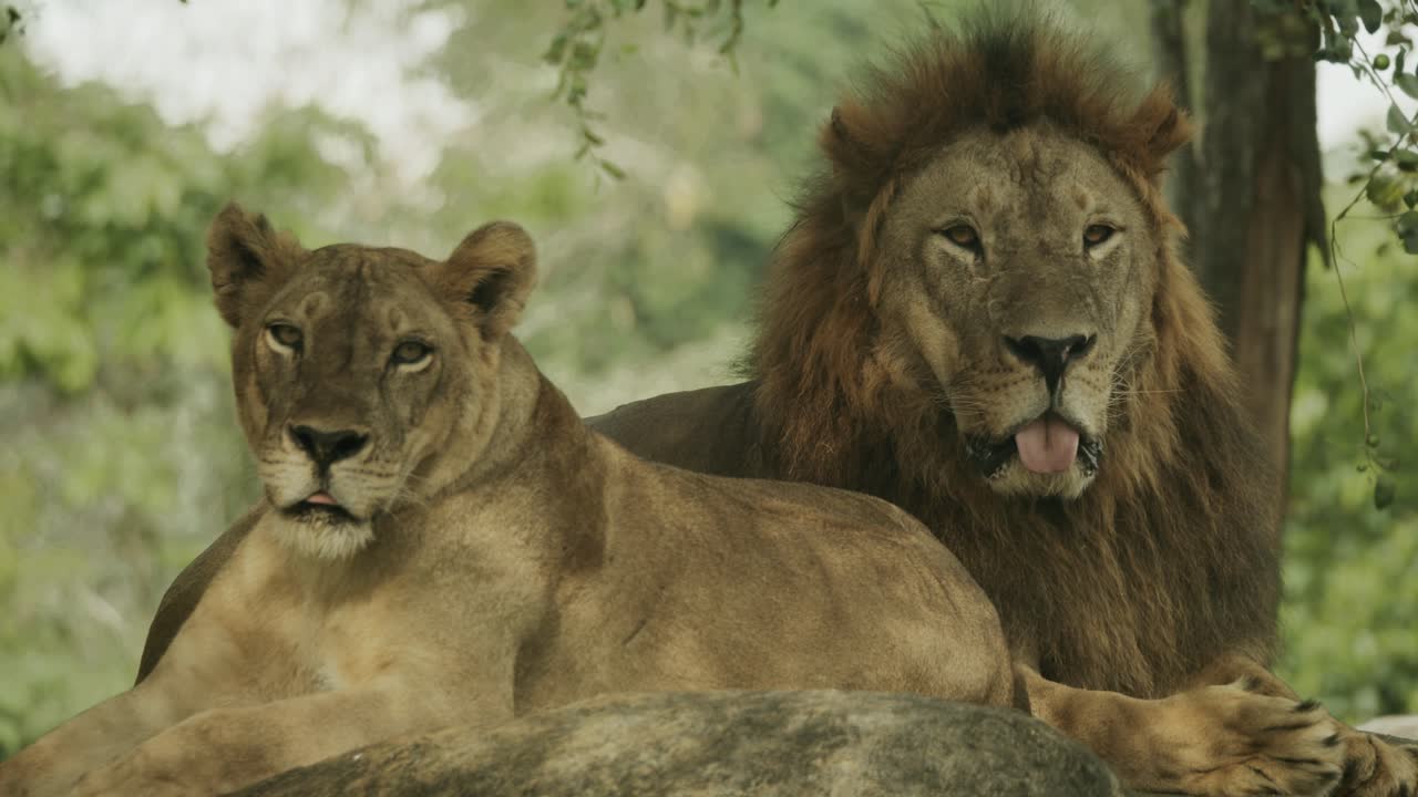 el león africano macho y hembra en la roca, acostados juntos en orgullo
