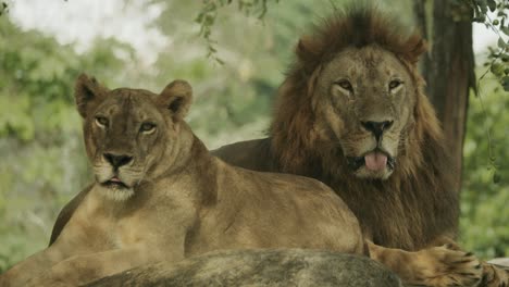 male and female african lion on rock, lying together in pride