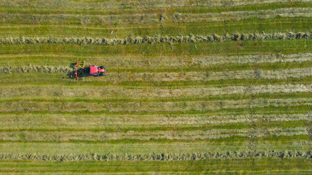Top down aerial view of a small red tractor collecting and raking silage yellow and brown colored hay on a sunny farm field after it has been just freshly cut and mowed. Drone flying over the tractor