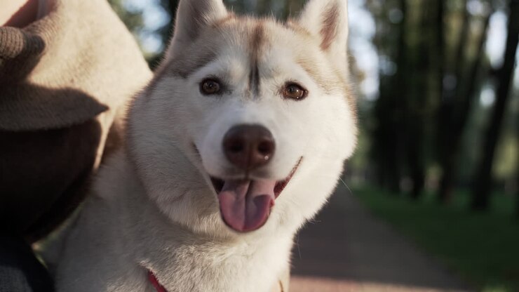 Primo piano di bellissimo cane siberiano