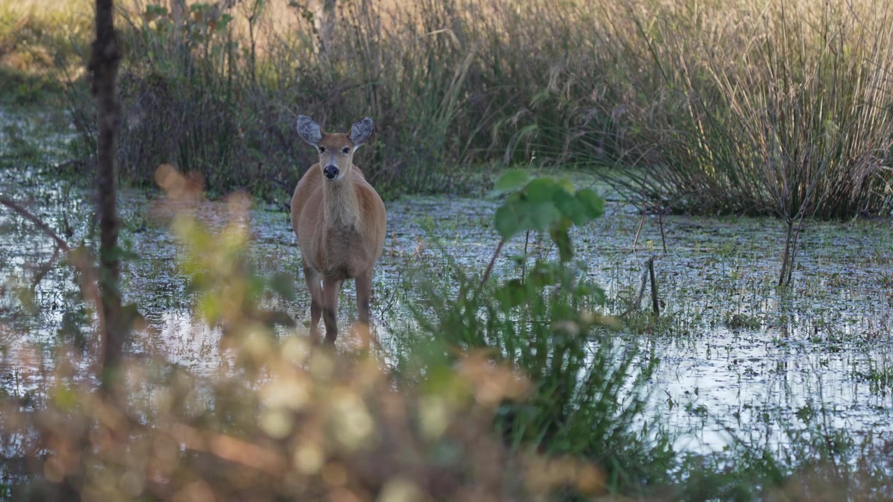 Cervo delle paludi maschio in allerta in acqua bassa e ricca di piante con erbe alte e una sfocatura morbida in primo piano, un tranquillo momento di vita selvaggia nelle zone umide di Iberá in Argentina.