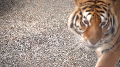 tiger walking past camera