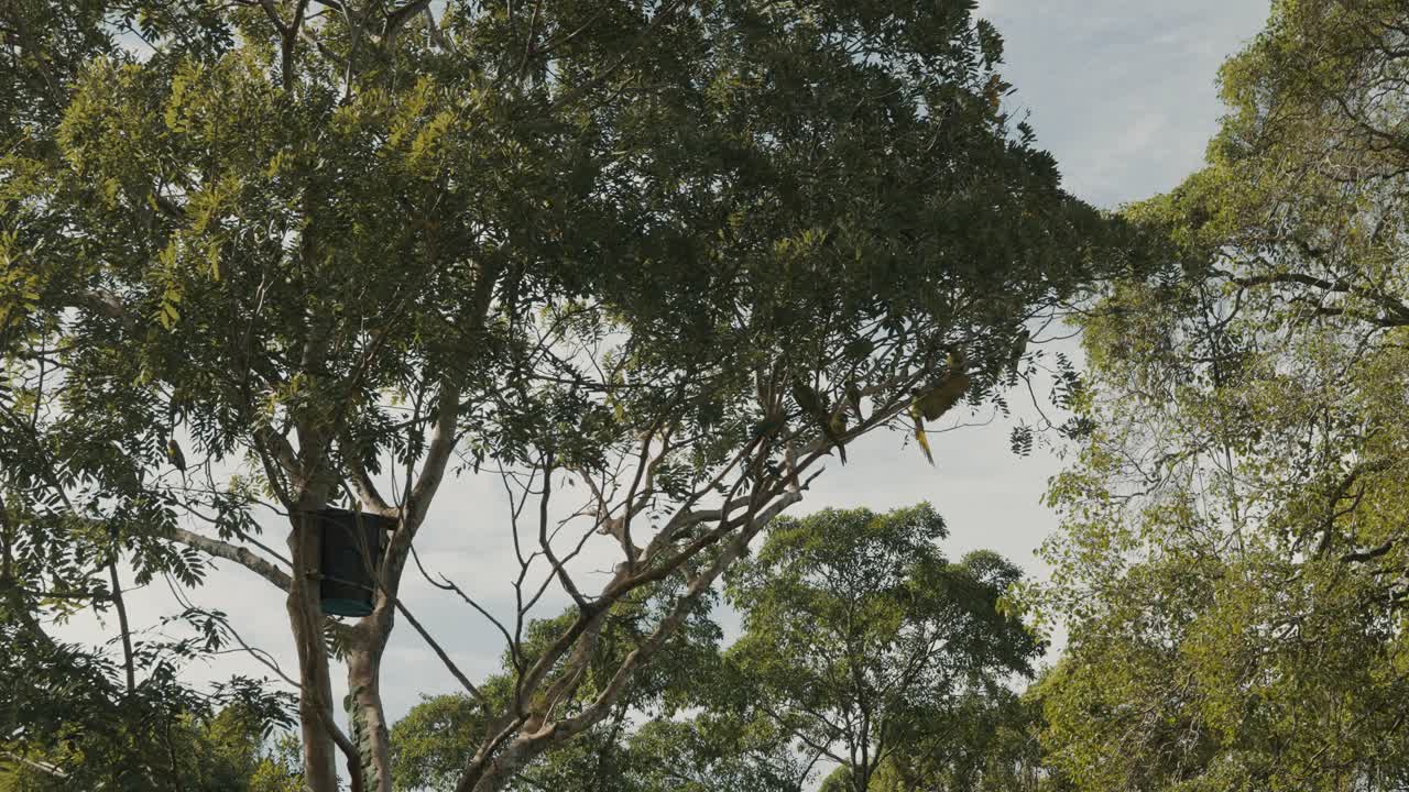 gran guacamayo verde volando y uniéndose a otras aves en el árbol en un santuario de vida silvestre - disparo en ángulo bajo