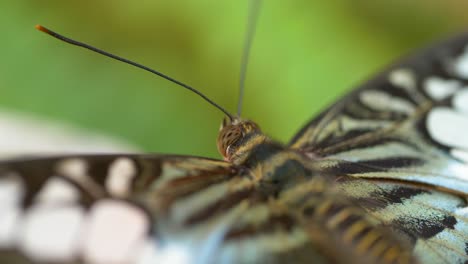 extreme macro shot of wild butterfly with antenna resting in green wilderness