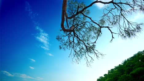 Tranquila-Playa-De-Arena-Con-Un-Hermoso-Fondo-De-Un-Frondoso-Bosque