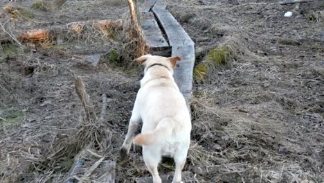 the white labrador dog walking on the pathway