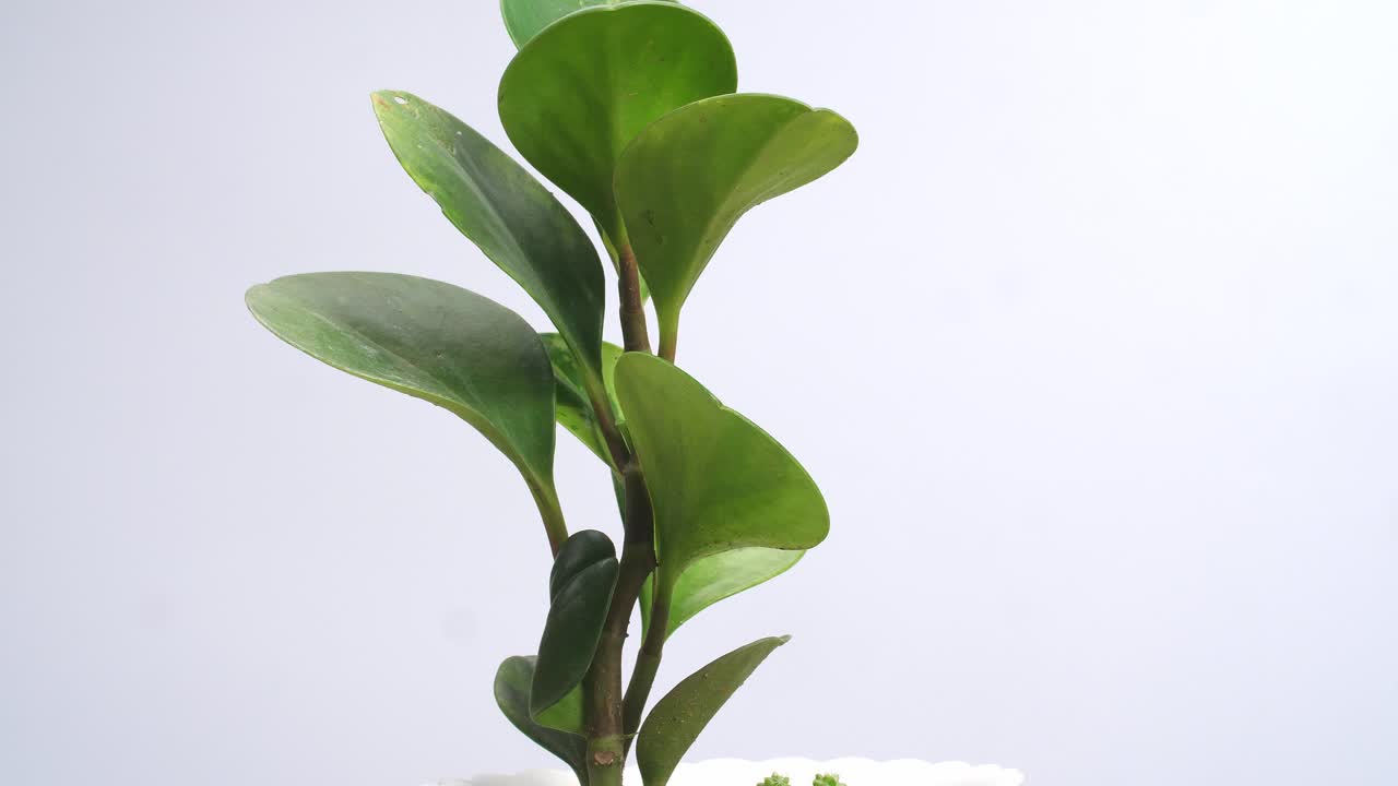 Ficus elastica che ruota su se stesso su sfondo bianco