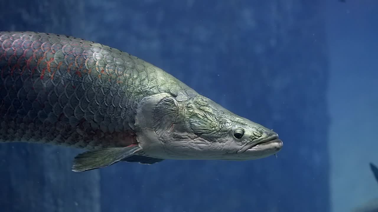 Large Arapaima Also Known As Pirarucu In The Freshwater Aquarium.-closeup shot