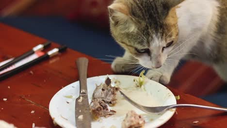 a cat eating food from a white plate