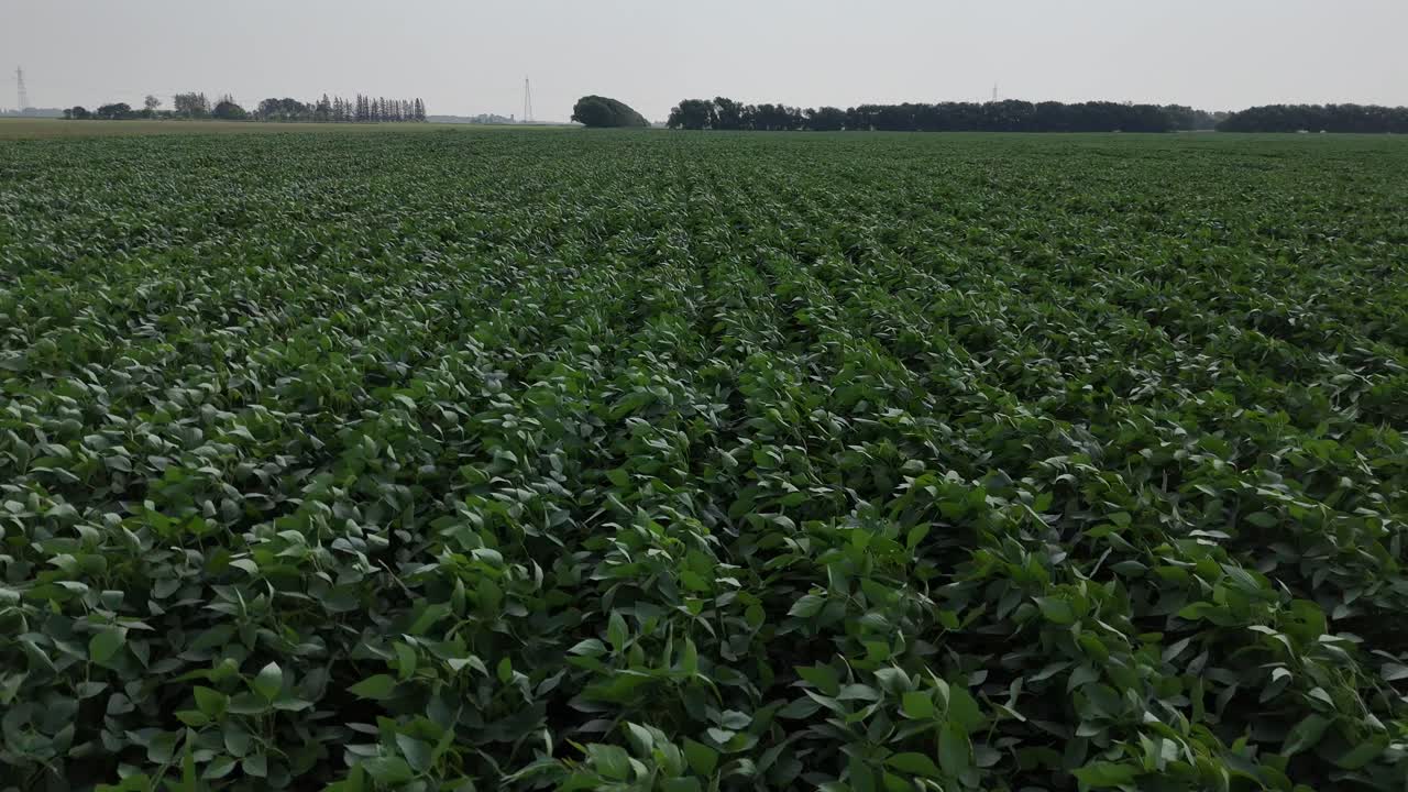 Drone voando baixo sobre um campo agrícola verde com plantações em fileiras uniformes. A câmera segue as fileiras de plantas em direção às árvores no horizonte distante durante um dia de verão ensolarado.