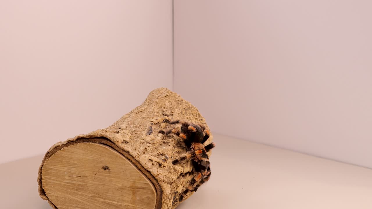 A hand interacts with a tarantula on a log in a minimalistic setting with soft lighting