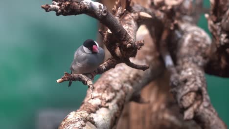 java sparrow perched almost motionless with chest breathing movements on small tree branch