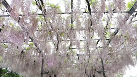 La-Mejor-Vista-En-El-Parque-De-Flores-Ashikaga