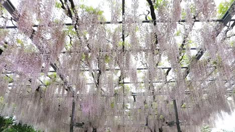 the best view in ashikaga flower park