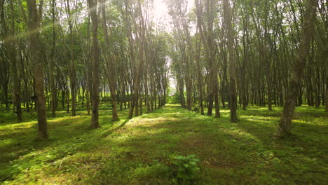 Gummibaumplantage-In-Südostasien