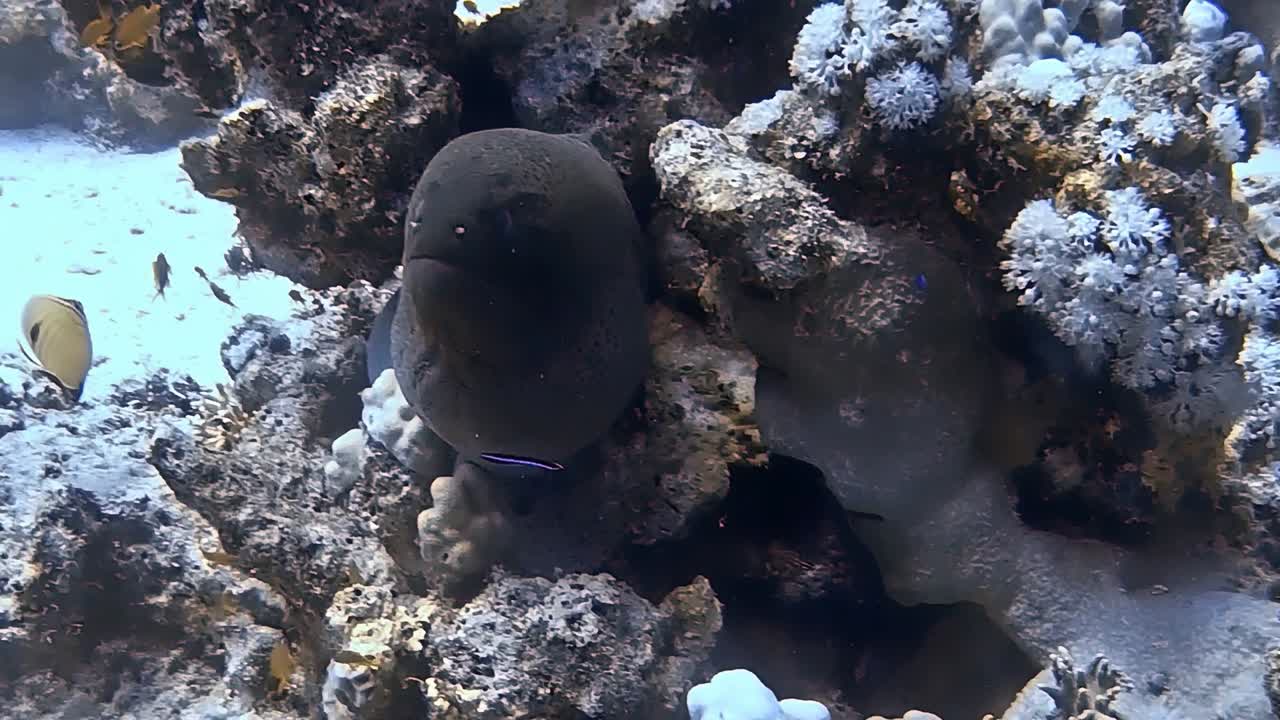 una fotografía submarina de una anguila morena mirando desde un arrecife de coral.