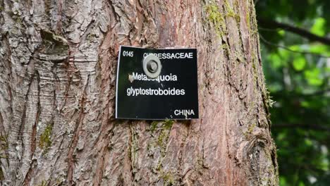 metasequoia glyptostroboides tree sign close up