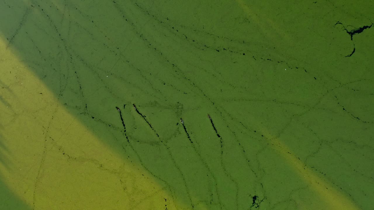 senderos de patos en pantanos verdes con hermosa luz solar - vista aérea de drones