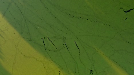 duck trails on green marsh with beautiful sun light - drone aerial view