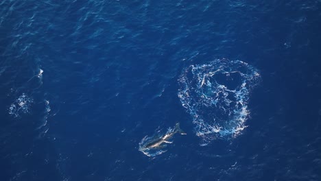 brecha de ballena jorobada