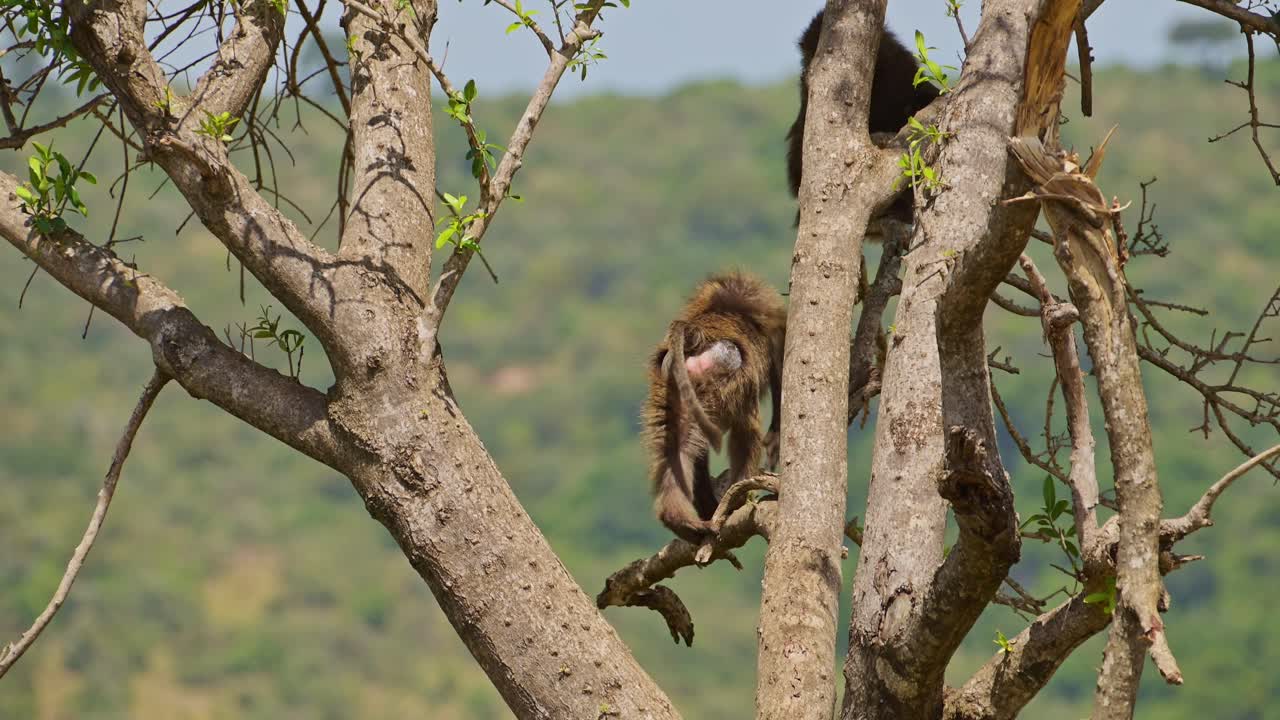 disparo en cámara lenta de dos babuinos saltando en un árbol, naturaleza agresiva luchando por el territorio, comportamiento natural de la vida silvestre africana en masai mara, kenia, áfrica animales de safari en masai mara