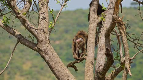 slow motion shot of two baboons jumping in a tree, agressive nature fighting for territory, natural behaviour of african wildlife in maasai mara, kenya, africa safari animals in masai mara