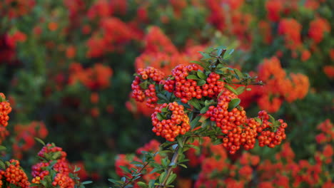 firethorn plant with red berry-like pome fruits - close-up