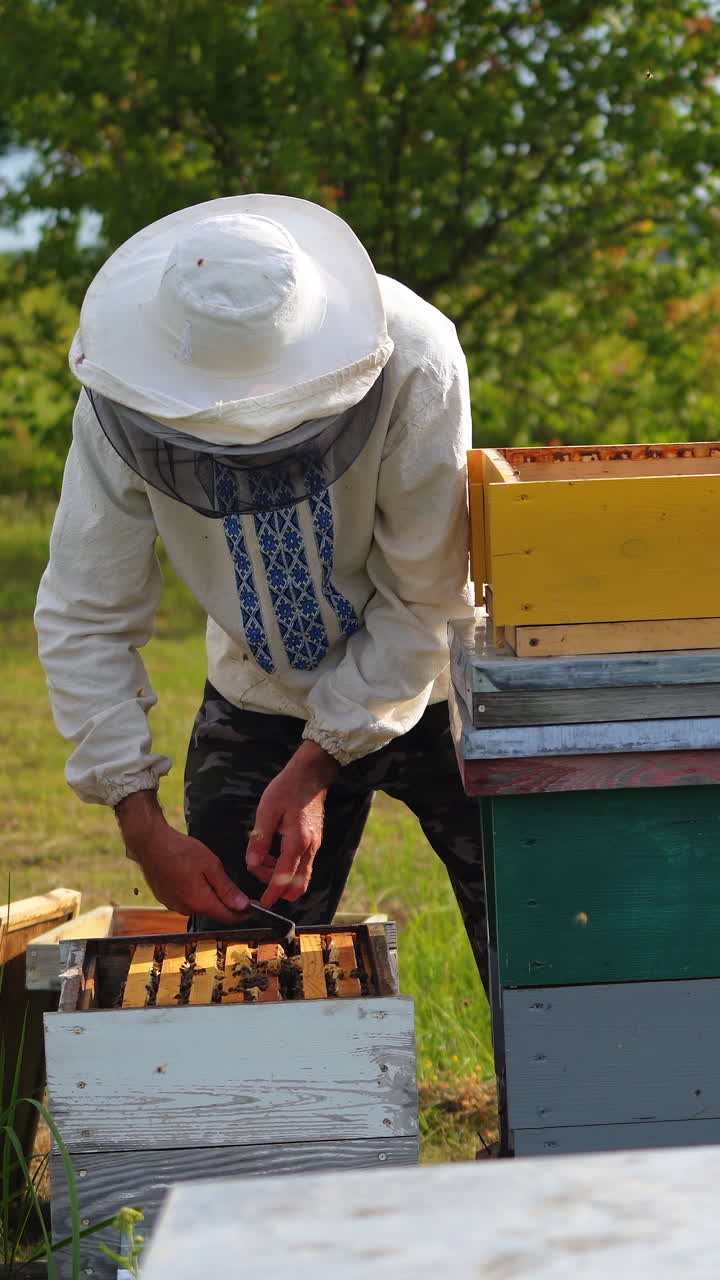 Male beekeeper opens honeycells with iron instrument. Three beehives on grass in garden. Apiary owner works with honey cells. Vertical video