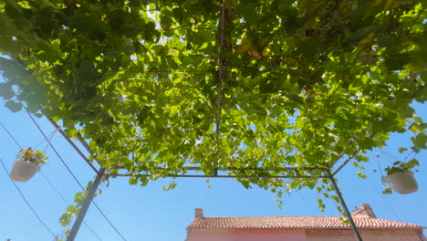 techo de planta de vid en el patio trasero