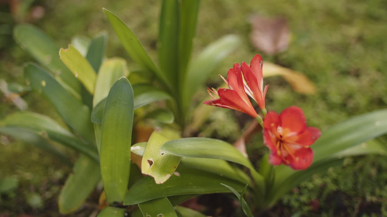 una hermosa flor roja en un jardín
