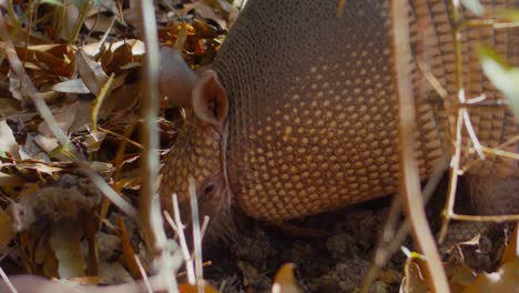 Un-Armadillo-De-Nueve-Bandas-Hurga-En-La-Tierra-Y-Se-Va-En-Busca-De-Comida