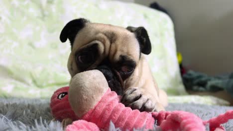 adorable perro pug jugando con su juguete
