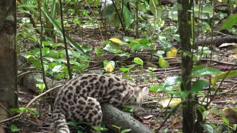 a margay ocelot catches a rat in the rainforest in belize