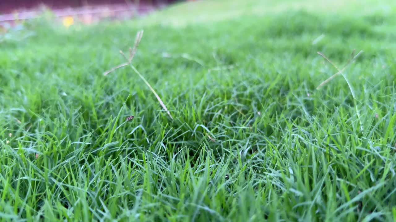 tracking shot of overgrown lawn green grass, Overgrown grass can provide shelter for pests like grubs, armyworms, and other insects