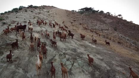 Toma-Aérea-De-Un-Rebaño-De-Cabras-Corriendo-Por-La-Ladera-De-Una-Colina-En-Busca-De-Comida